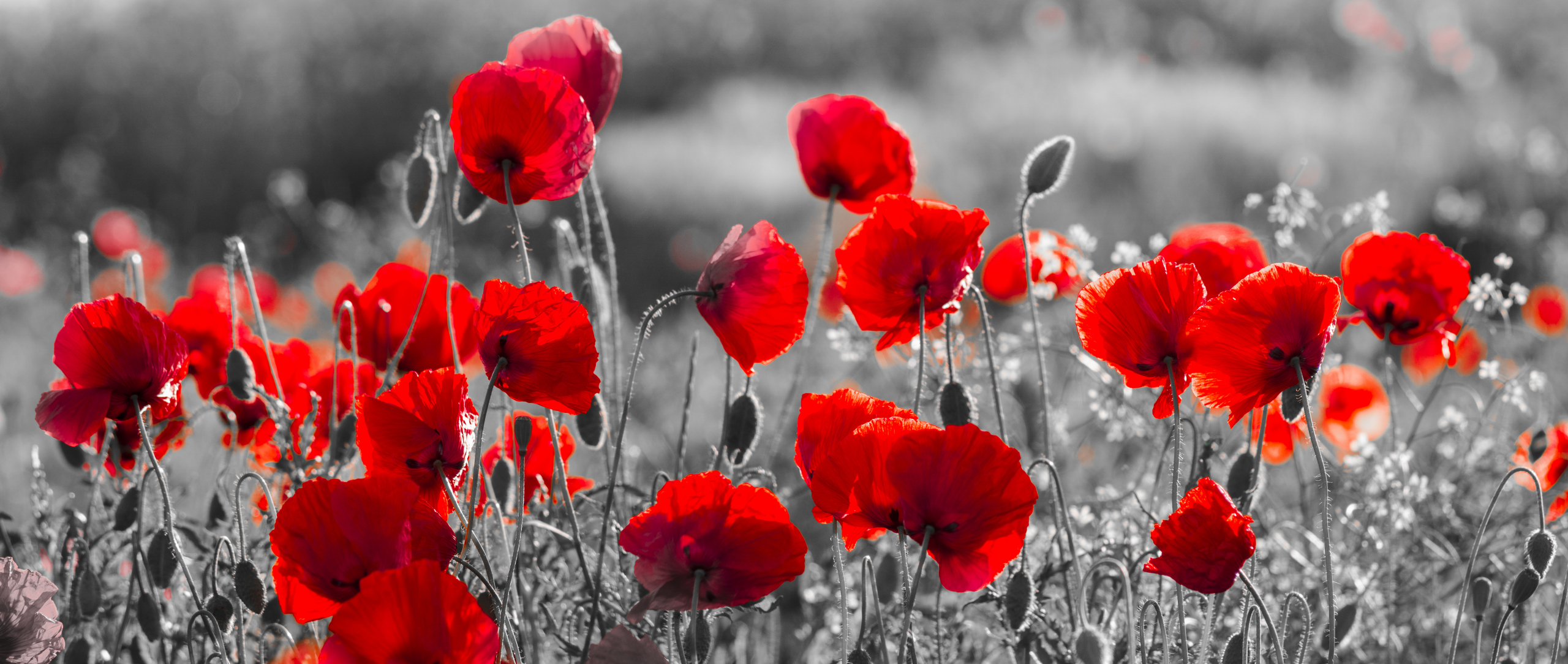 The History of Memorial Day Poppies